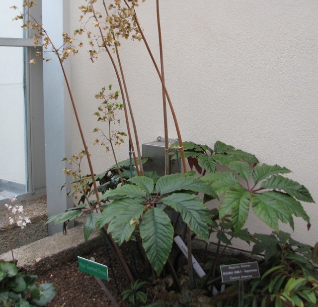 B. thiemei